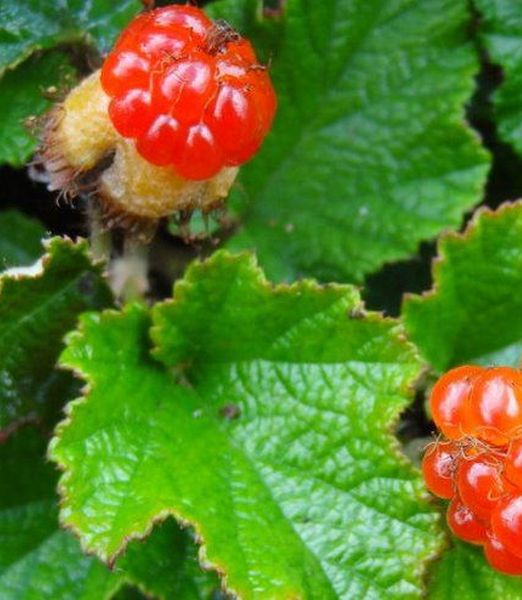 Rubus 'Betty Ashburner'